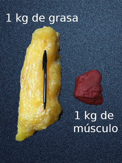 Imagen ejemplo volúmenes grasa/músculo